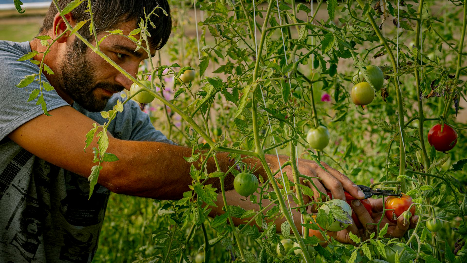 A producer at their own work in the field — a member-maker of the community.