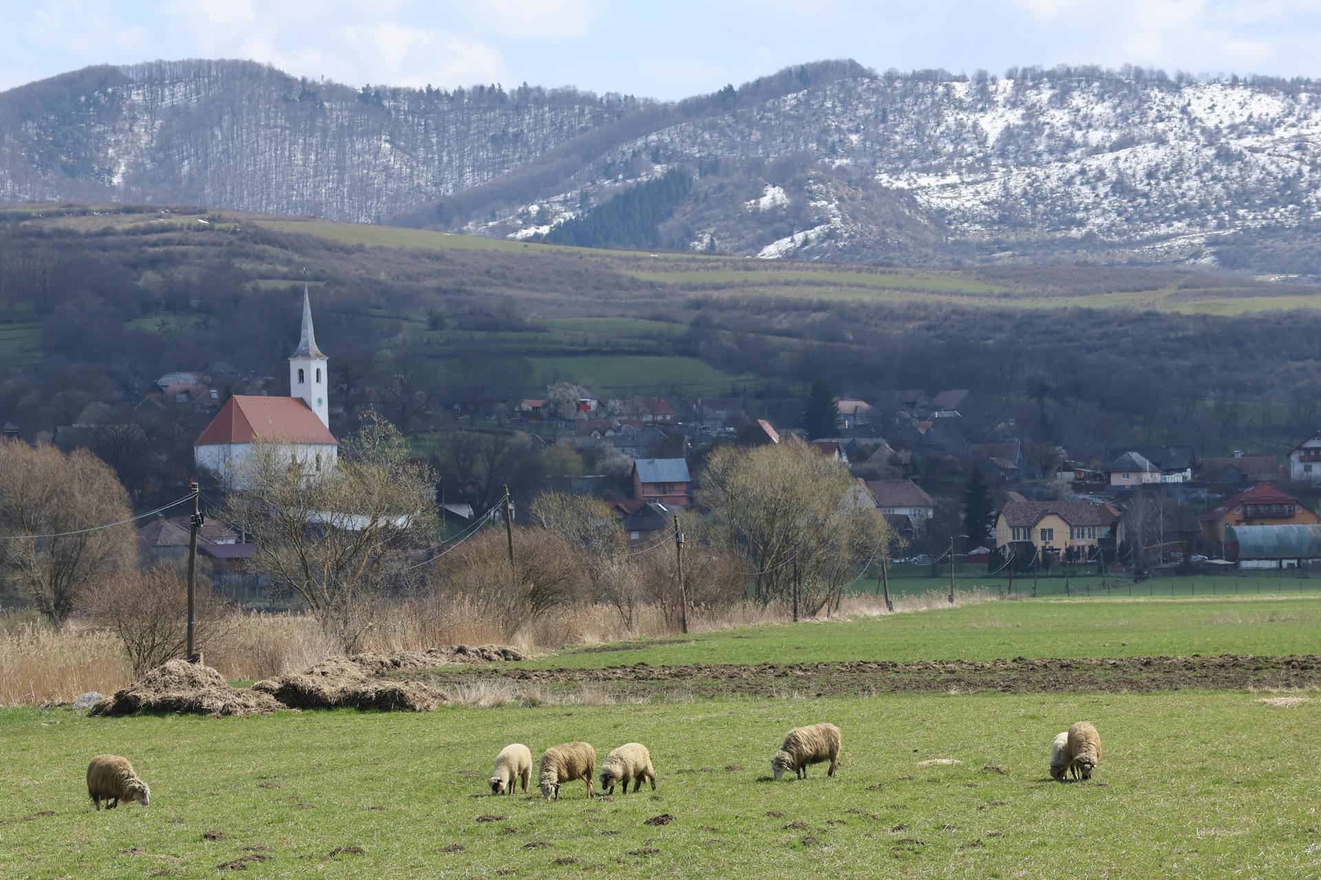 Grazing sheep on the working pastoral landscape of the Romanian foothills.